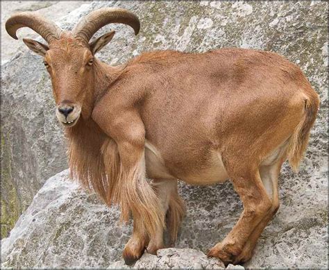 barbary sheep.